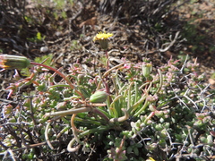 Crassothonna protecta
