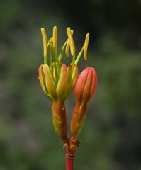 Agave deserti var. simplex