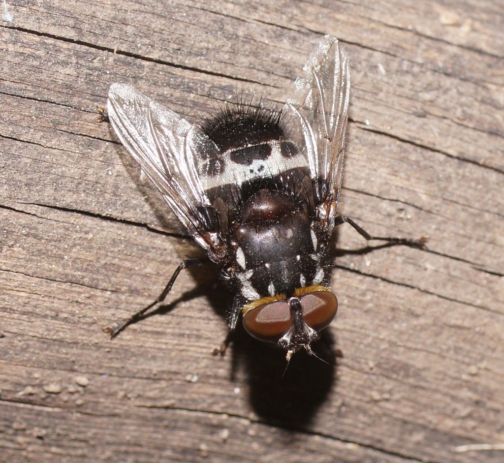Amphibolia campbelli
