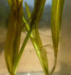 Potamogeton ochreatus