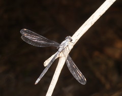 Austroargiolestes calcaris