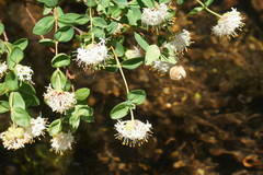 Pimelea alpina
