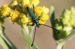 Hypocrites claviger claviger