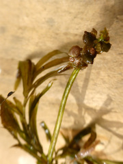 Potamogeton ochreatus