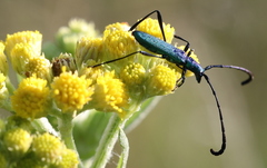 Hypocrites claviger claviger