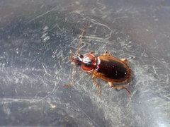 Tanystoma maculicolle