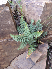 Asplenium cordatum