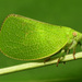 Green Cone-headed Planthopper - Photo (c) Katja Schulz, some rights reserved (CC BY)