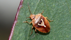 Eupolemus insularis