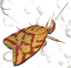Hypercallia citrinalis