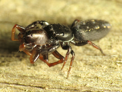Ribbon Jumping Spider photo 3