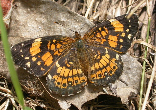 Silvery Checkerspot