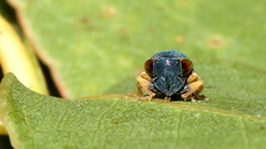 Neotartessus flavipes