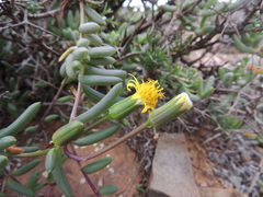Senecio abbreviatus