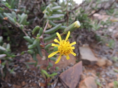Senecio abbreviatus