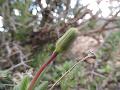 Senecio abbreviatus