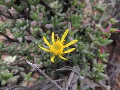Senecio abbreviatus