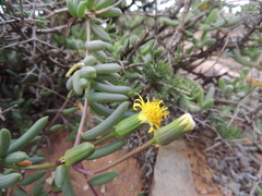Senecio abbreviatus