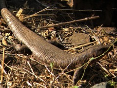Matobosaurus validus