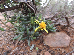 Senecio abbreviatus