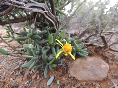 Senecio abbreviatus