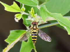 Fazia micrura