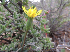 Senecio abbreviatus