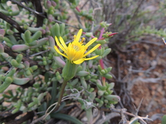 Senecio abbreviatus