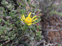 Senecio abbreviatus