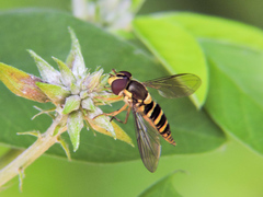 Fazia micrura