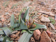 Colchicum cuspidatum
