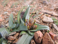 Colchicum cuspidatum
