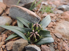 Colchicum cuspidatum