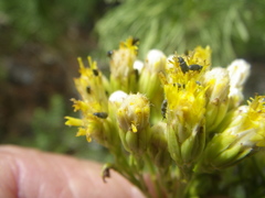 Senecio foeniculoides