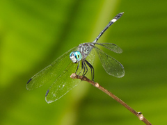 Micrathyria ocellata