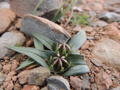 Colchicum cuspidatum