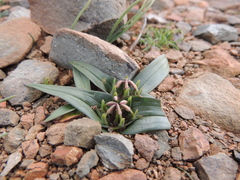 Colchicum cuspidatum