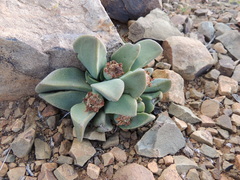 Pleiospilos compactus