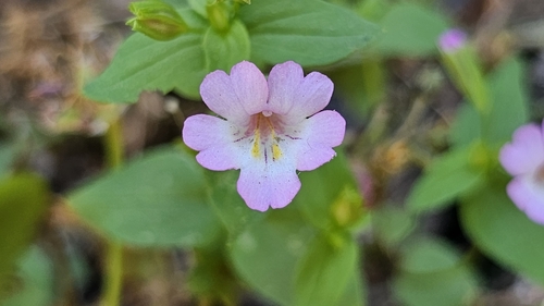 Erythranthe acutidens (Erythranthe acutidens)
