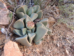 Pleiospilos compactus