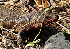 Matobosaurus validus