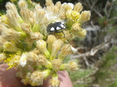Senecio foeniculoides