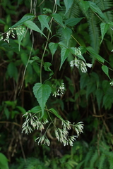 Eupatorium tashiroi