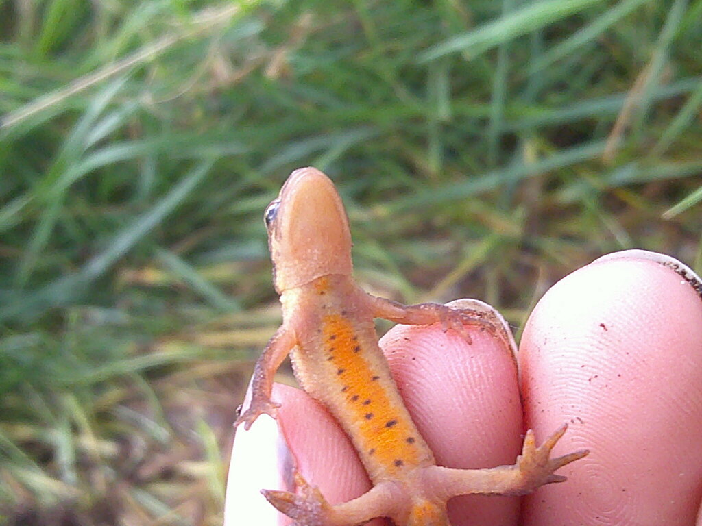 palmate-newt-from-warwickshire-uk-on-july-13-2023-at-04-59-pm-by