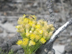 Senecio foeniculoides