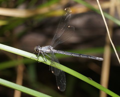 Austroargiolestes calcaris