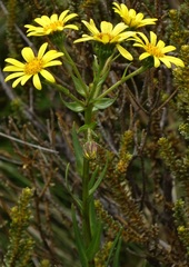 Dolichoglottis lyallii