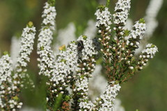 Epacris rhombifolia