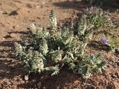 Hebenstretia neglecta