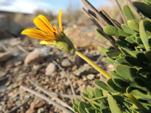 Babooncabbage Treasureflower (Gazania othonnites)